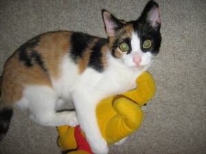 Kitty playing with Pooh